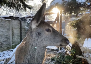 Para z nosa? Znaczy mrozi! ❄️