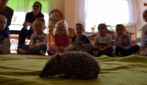 Mysikrólik ratuje i edukuje