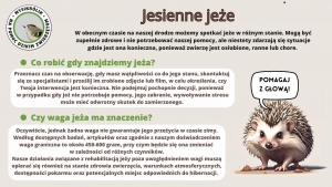 Jesienne jeże