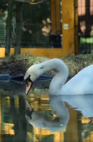 Nasze łabędzie i bociany łapią każdy promyk słońca.