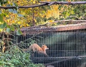 Jesienny Mysikrólik.