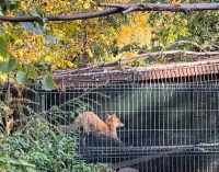 Jesienny Mysikrólik.