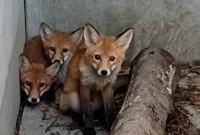 Zaświerzbione liski