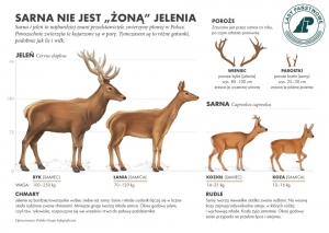 Sarna nie jest &quot;żoną&quot; jelenia!